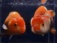 Red & White Ranchu Goldfish - 3.5 - 4" - Aqua Huna