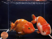 Red & White Ranchu Goldfish - 3.5 - 4" - Aqua Huna