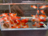 Red & White Swordtail Size M - Aqua Huna