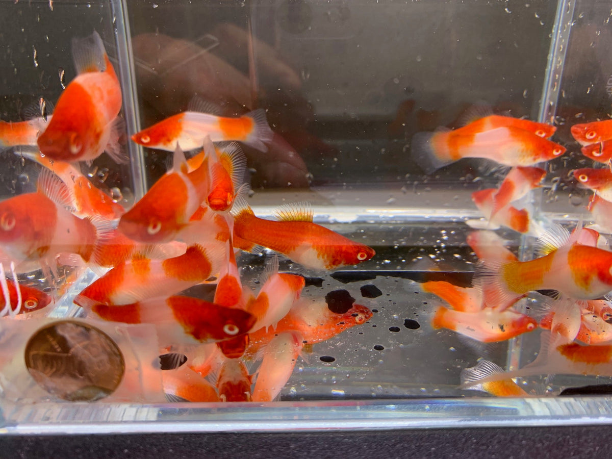 Red & White Swordtail (Size M) - Colorful Aquarium Fish – Aqua Huna