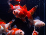 Red & White Thailand Oranda Goldfish - 2 - 2.5" - Aqua Huna