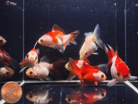 Red & White Thailand Oranda Goldfish - 2 - 2.5" - Aqua Huna