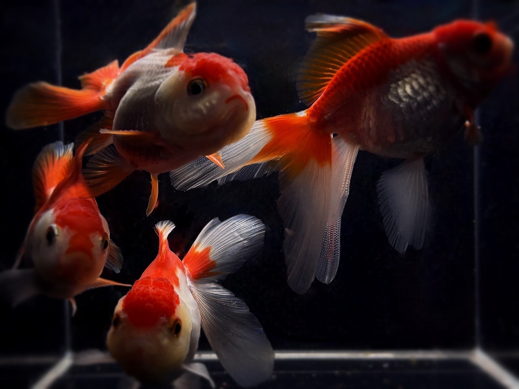 Red & White Thailand Oranda Goldfish - 2.75" - 3.25" - Aqua Huna