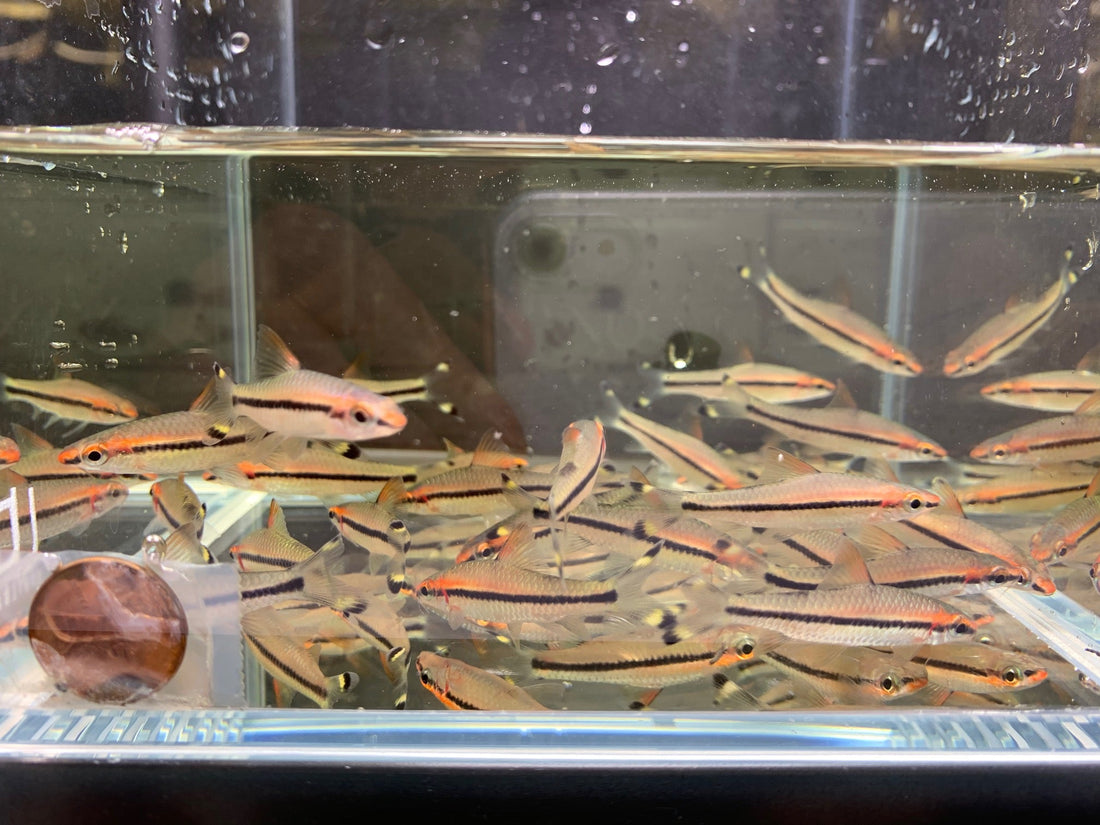 Roseline Shark/Red-Line Torpedo Barb(2pack)- Freshwater Fish