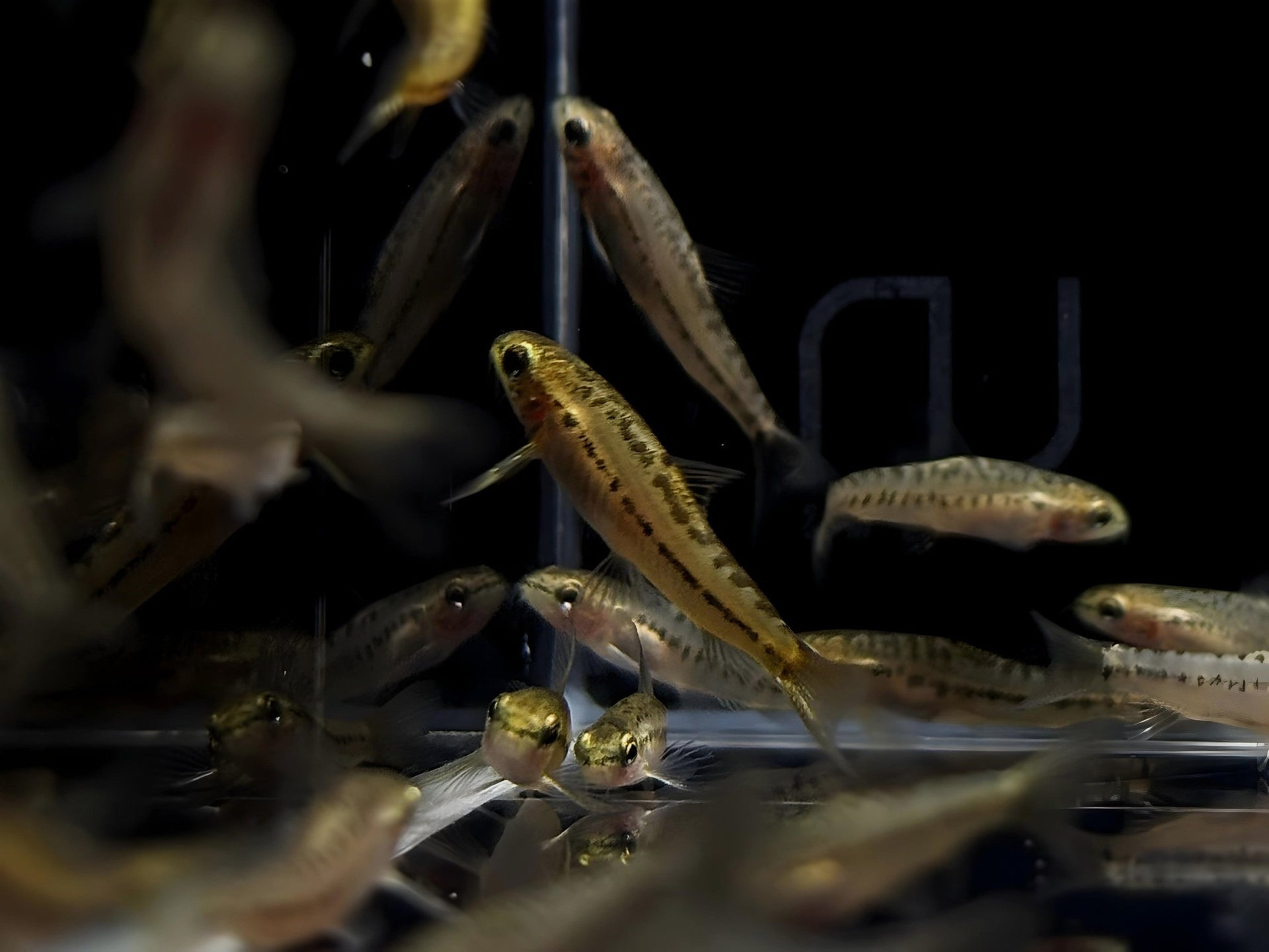 Rosy Loach