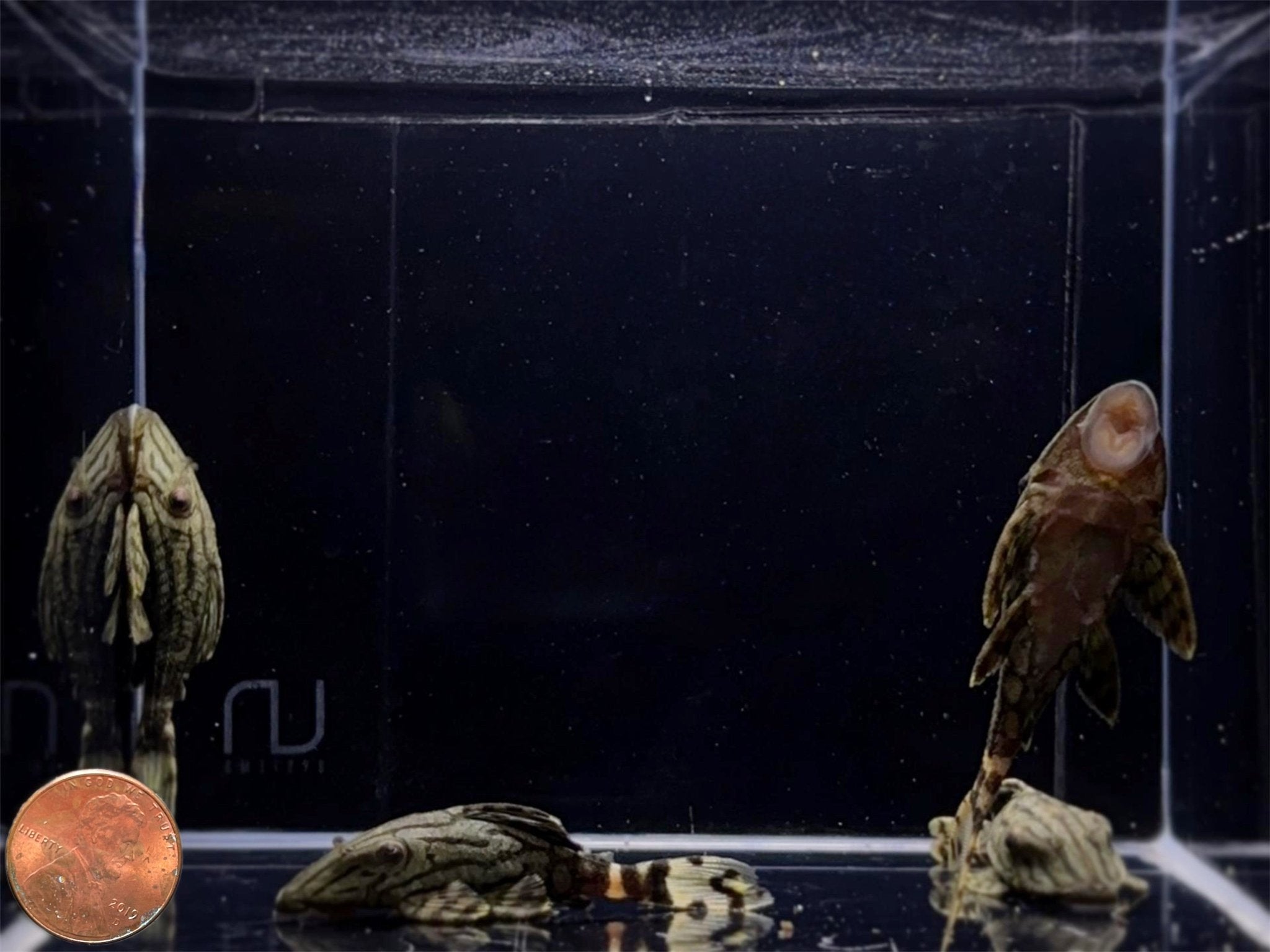 All | Wide Range of Freshwater Aquarium Fish & Species