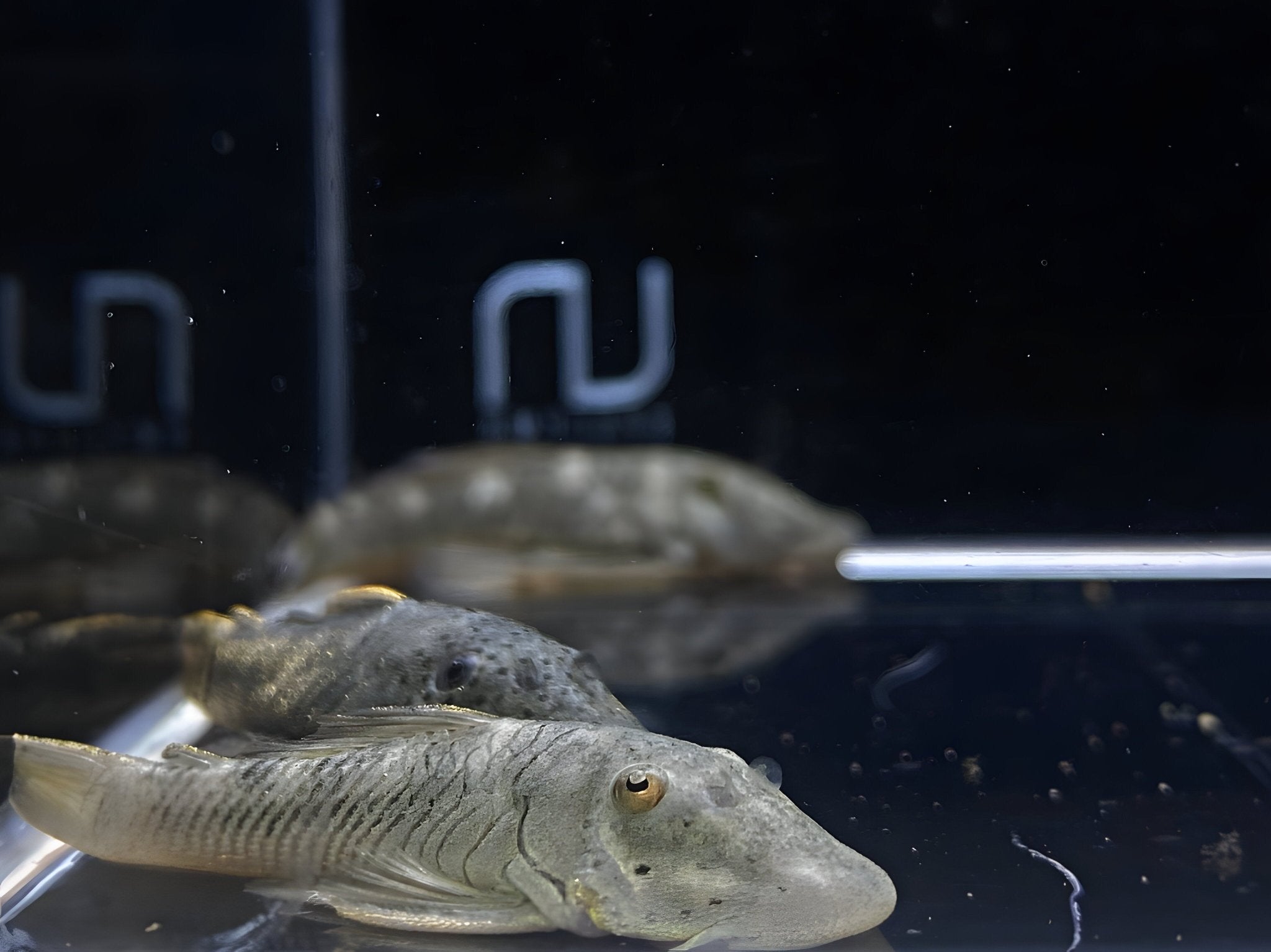 Rubberlip Pleco (Size Medium) - Aqua Huna