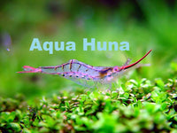 Rudolph Shrimp - Aqua Huna