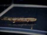 Saddled Bichir - Aqua Huna