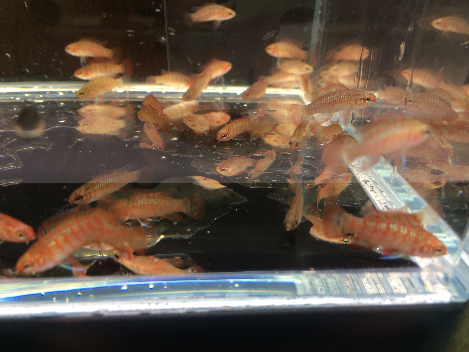 Scarlet Badis - Aqua Huna