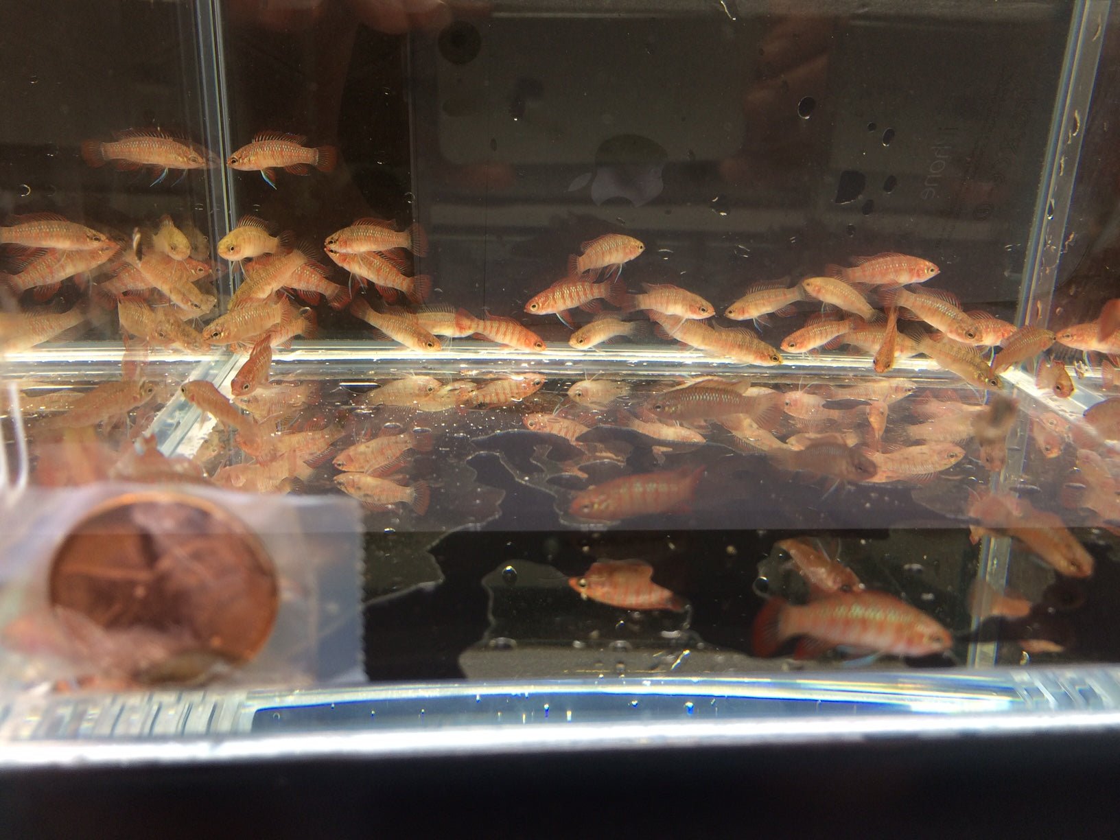 Scarlet Badis - Aqua Huna