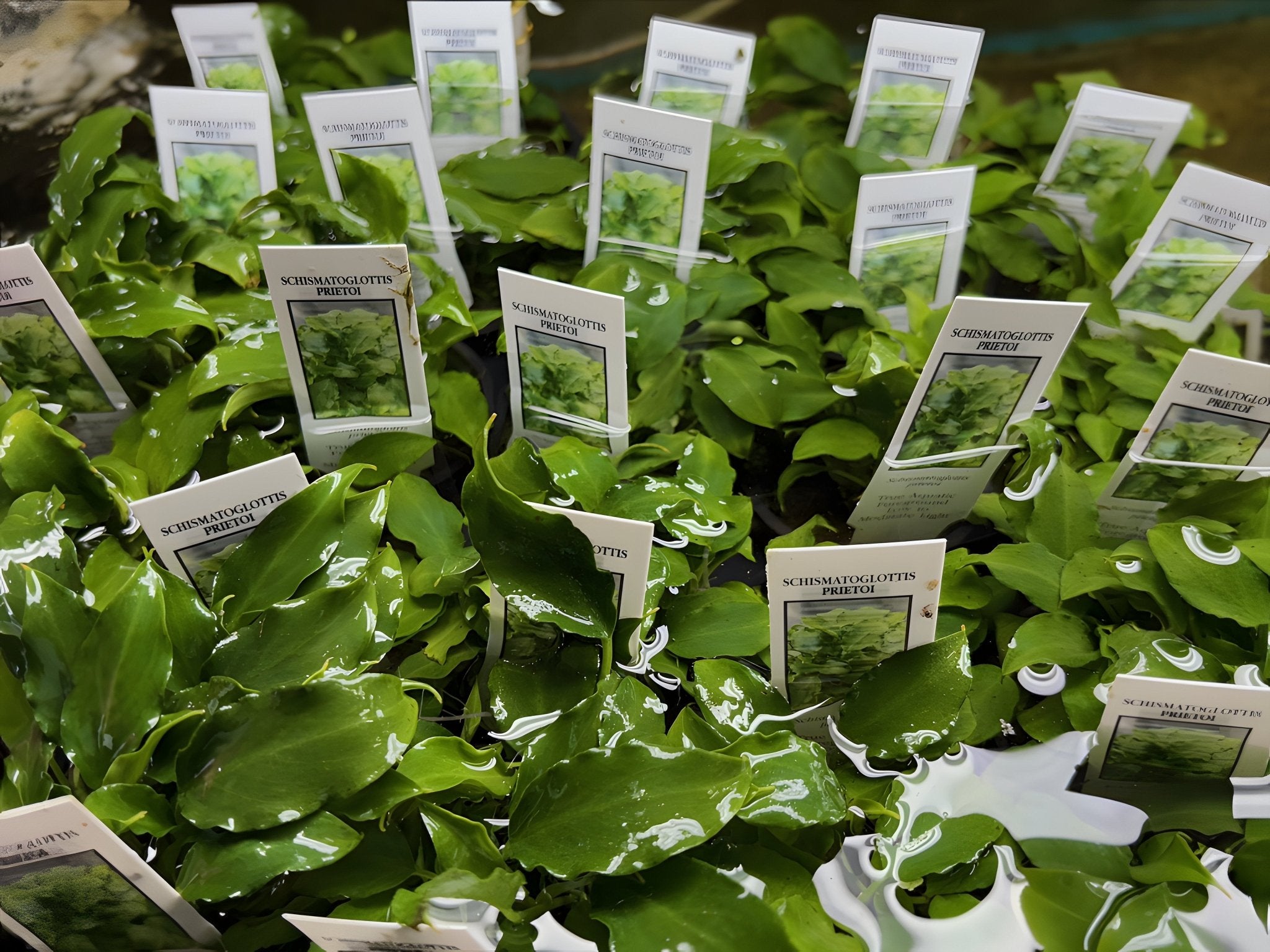 schismatoglottis prietoi - Potted Plant - Aqua Huna