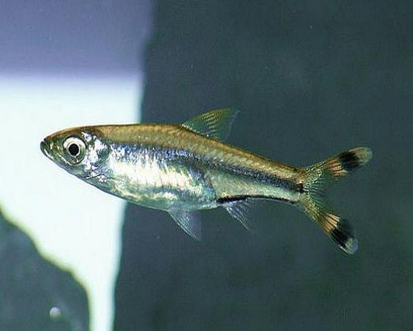 Larger Rasbora Rasbora | Vibrant Schooling Fish for Freshwater Aquarium – Aqua Huna