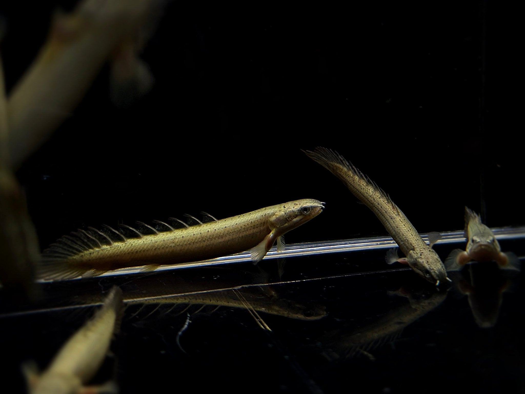 Senegal Bichir - Aqua Huna