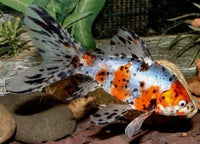 Otocinclus