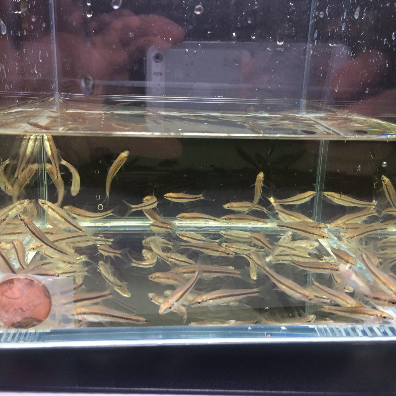 Siamese Algae Eater - Aqua Huna