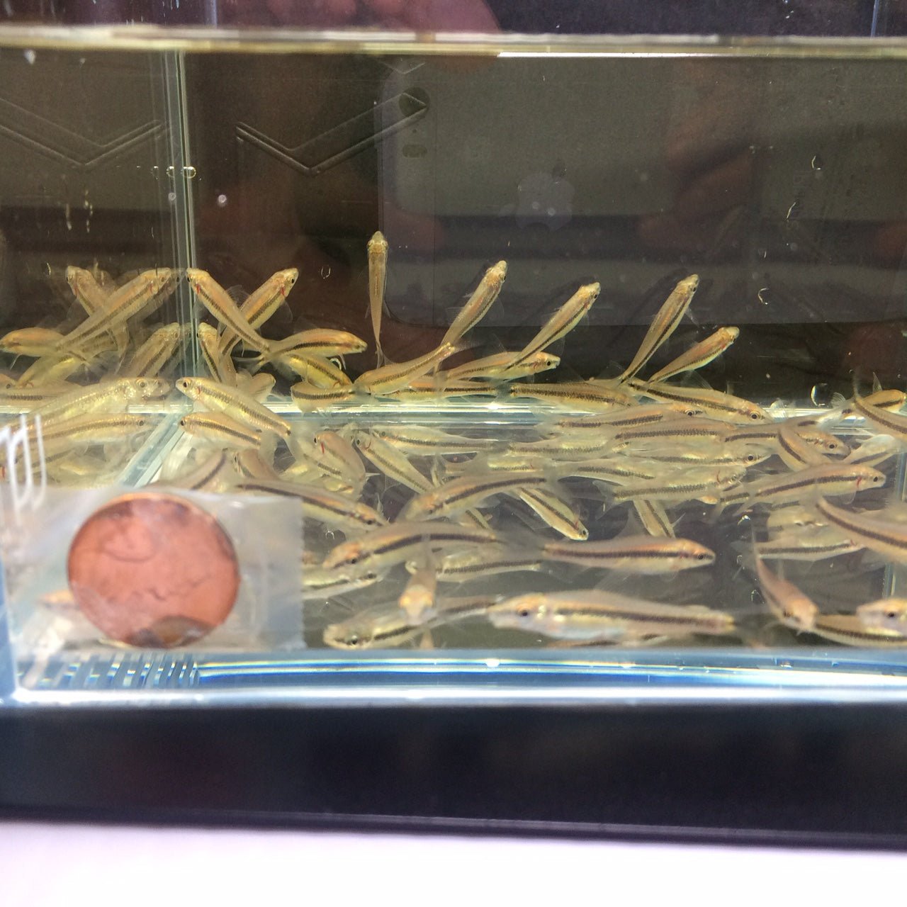 Siamese Algae Eater - Aqua Huna