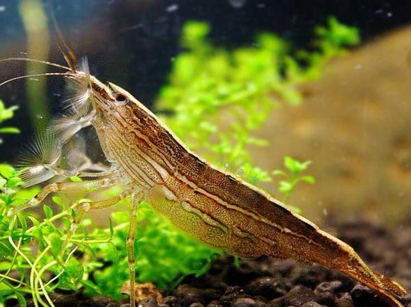 Singapore/Bamboo Shrimp - Aqua Huna