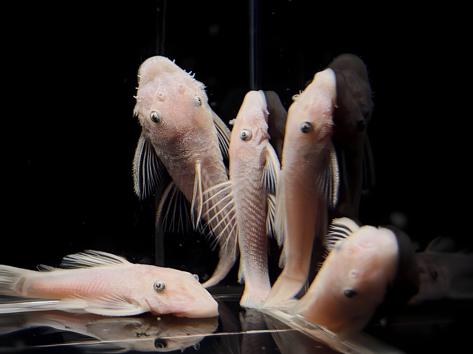 Snow White Bristlenose Pleco