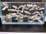 Snow White Guppy Males - Aqua Huna