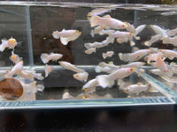 Snow White Guppy Males - Aqua Huna