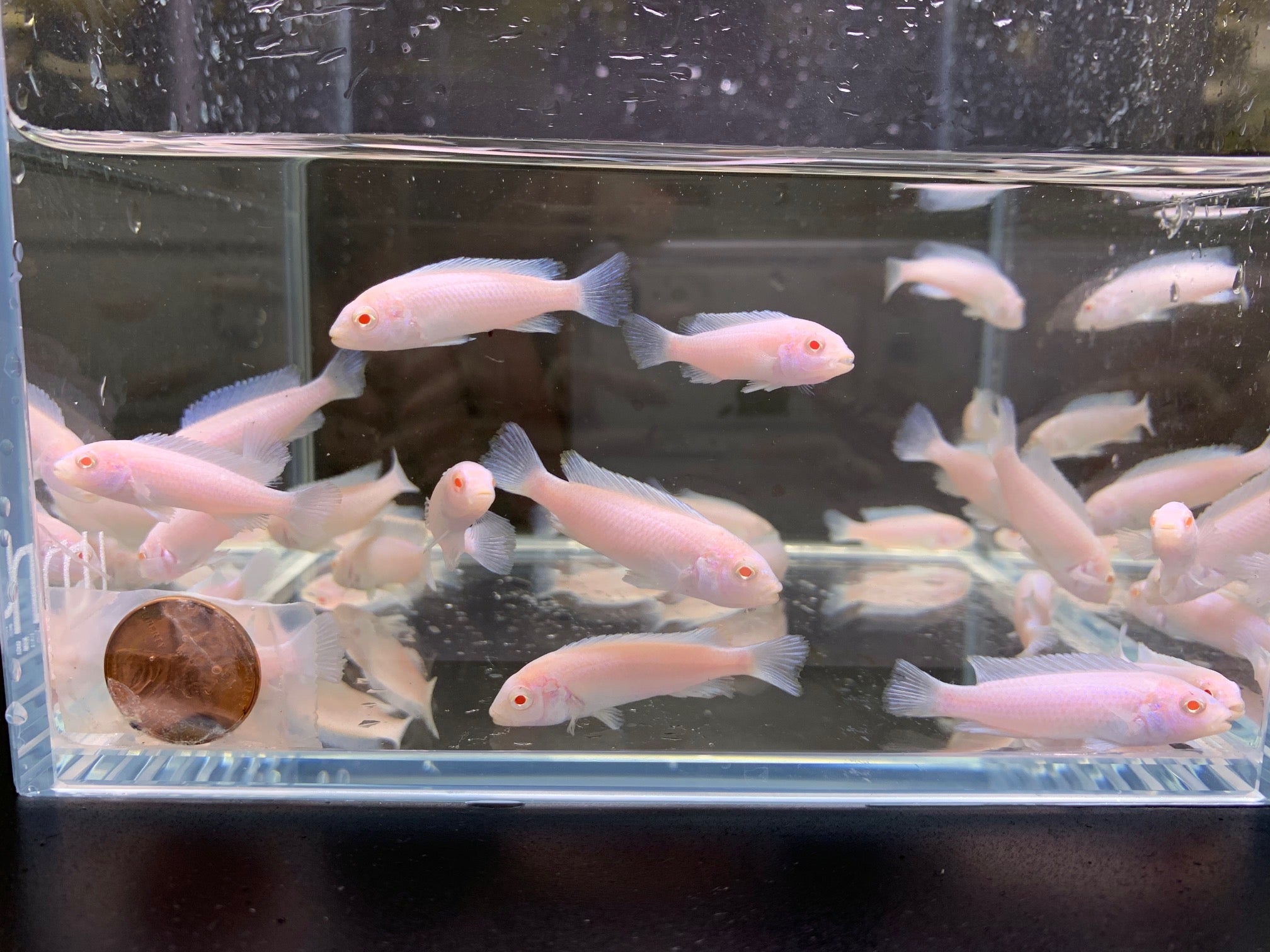Snow White Socolofi - Ivory Aquatic Elegance for Your Tank