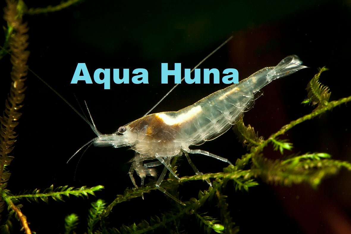 Snowball Shrimp - Aqua Huna