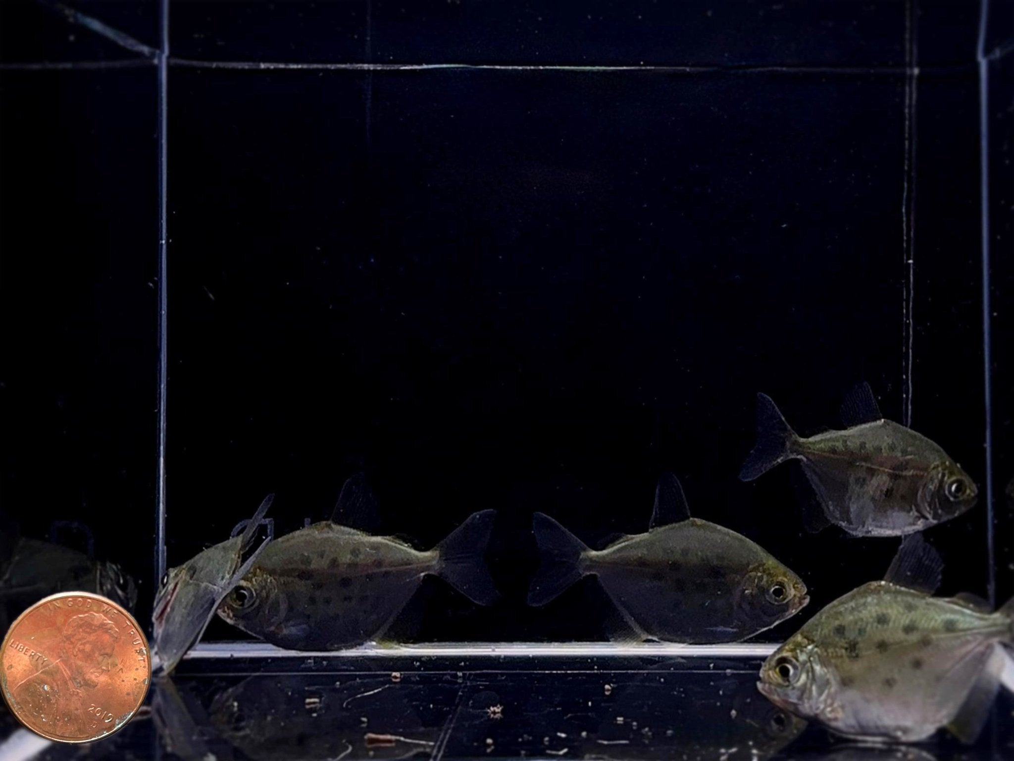 Spotted Silver Dollar Tetra - Aqua Huna