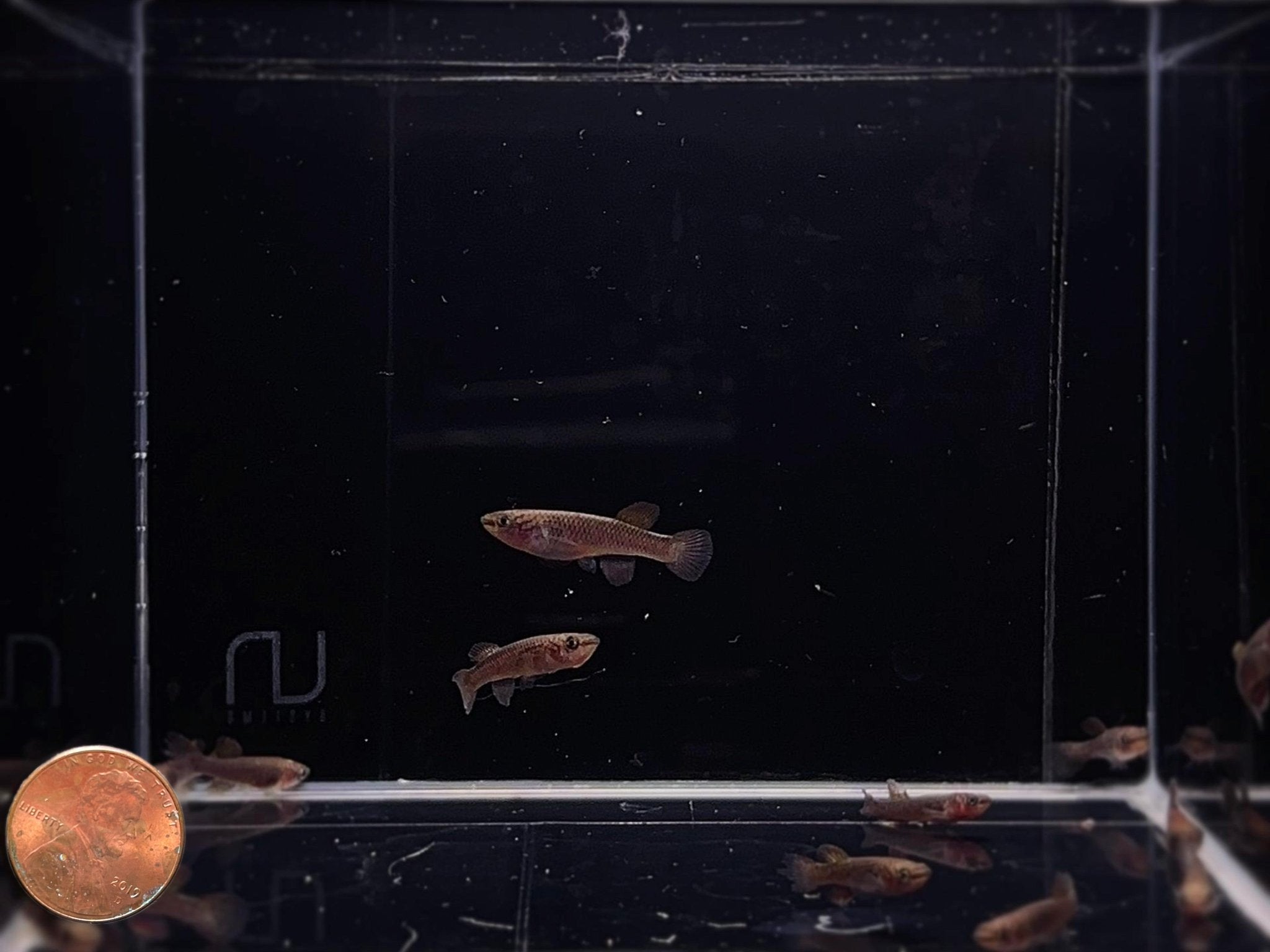 Steel Blue Killifish | Gardner's killi - Aqua Huna