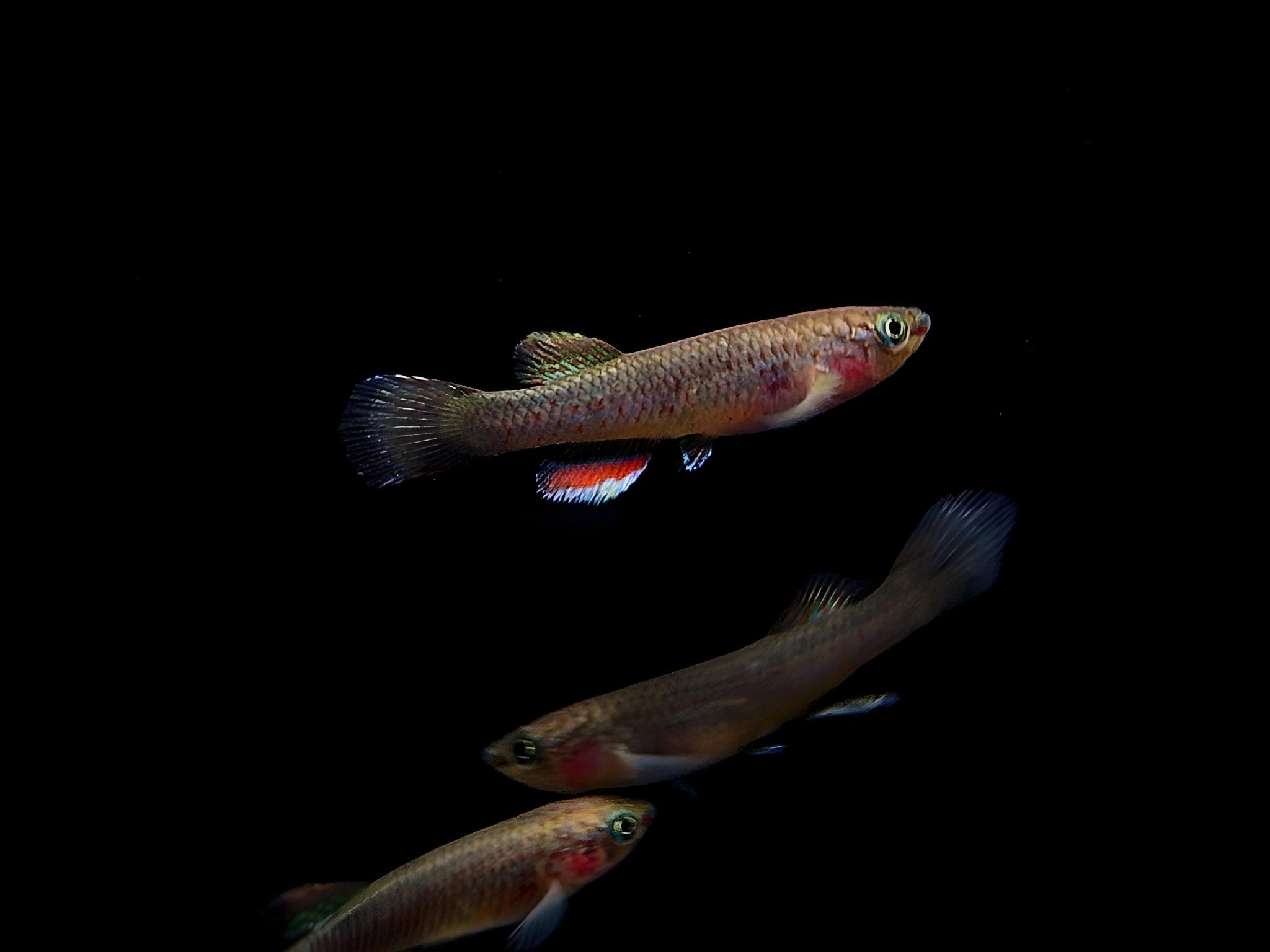 Steel Blue Killifish | Gardner's killi - Aqua Huna