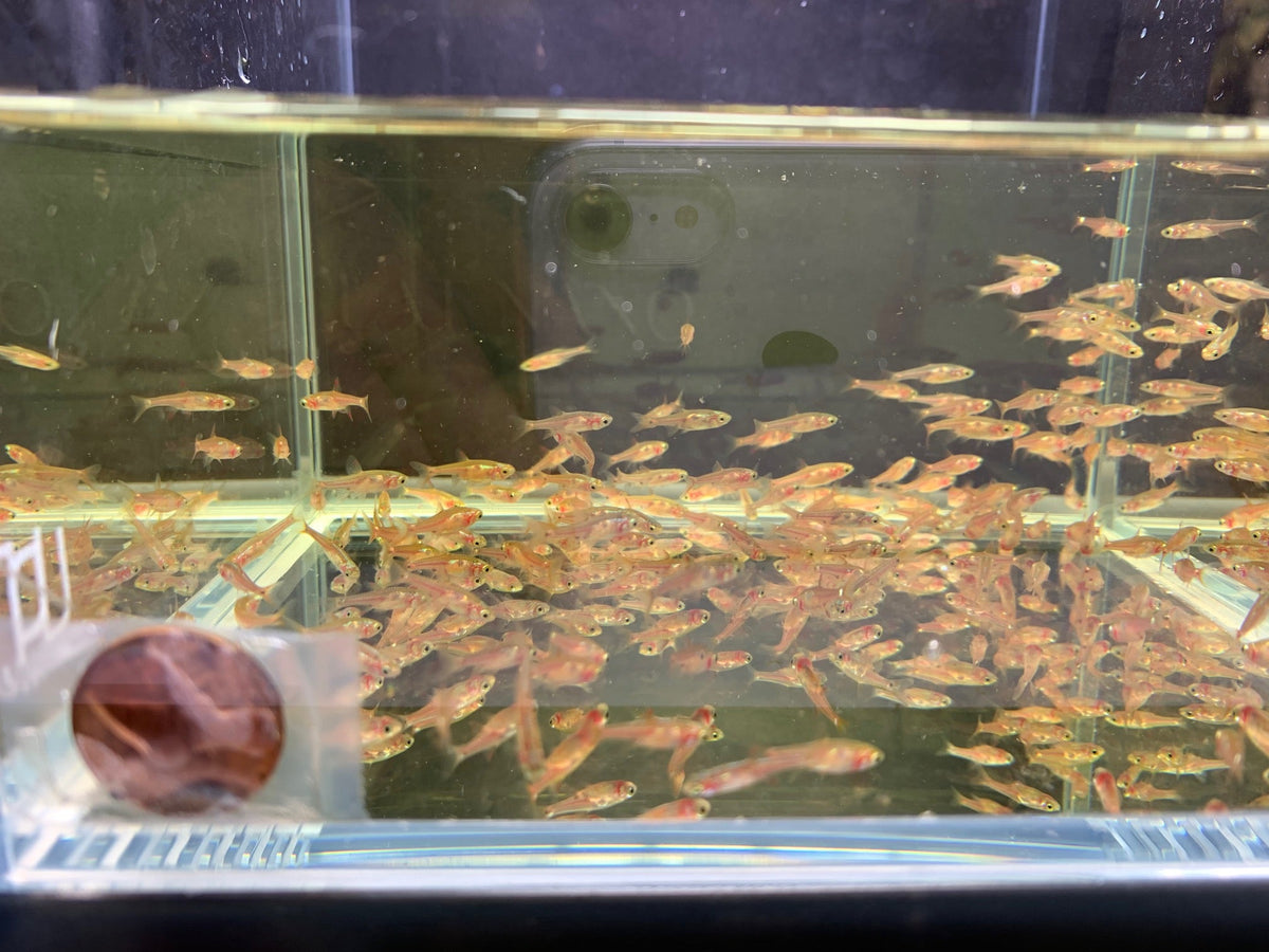 Strawberry Rasbora - Colorful Aquatic Delight for Sale