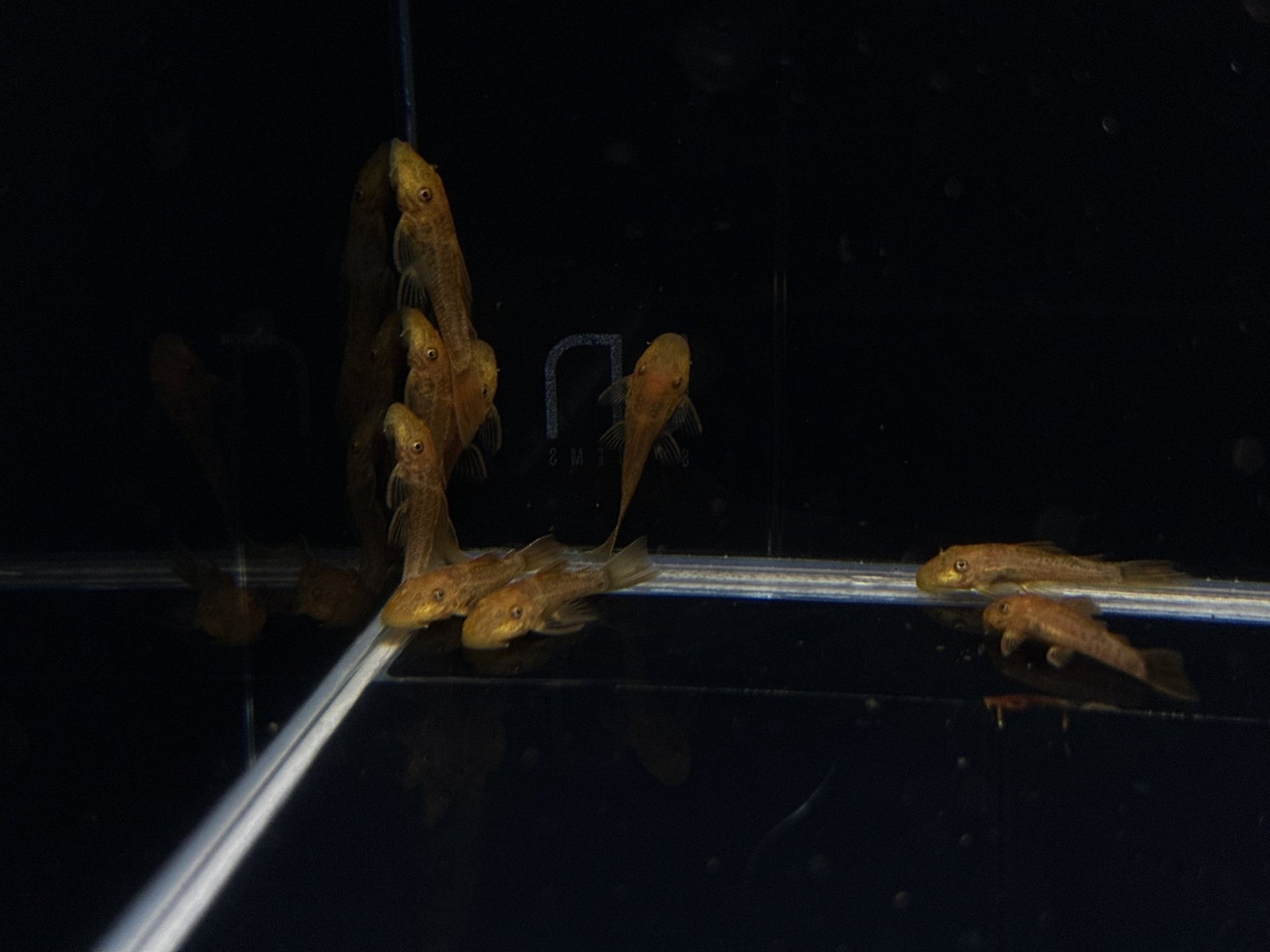 Super Red Bushy Nose Pleco (1 inch)