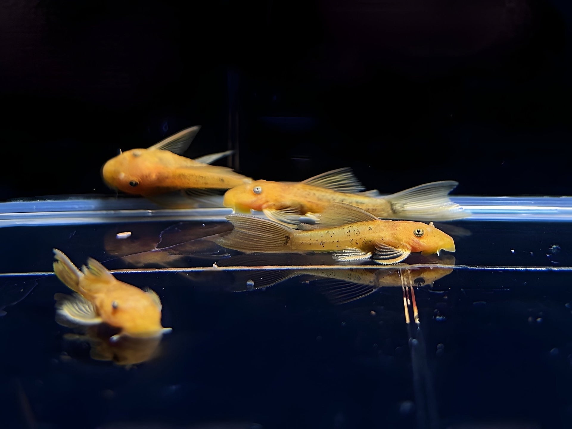 Super Red Longfin Bushy Nose Pleco