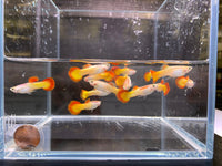 Tequila Sunrise Guppy Males - Aqua Huna