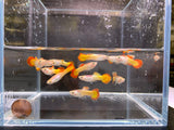 Tequila Sunrise Guppy Males - Aqua Huna