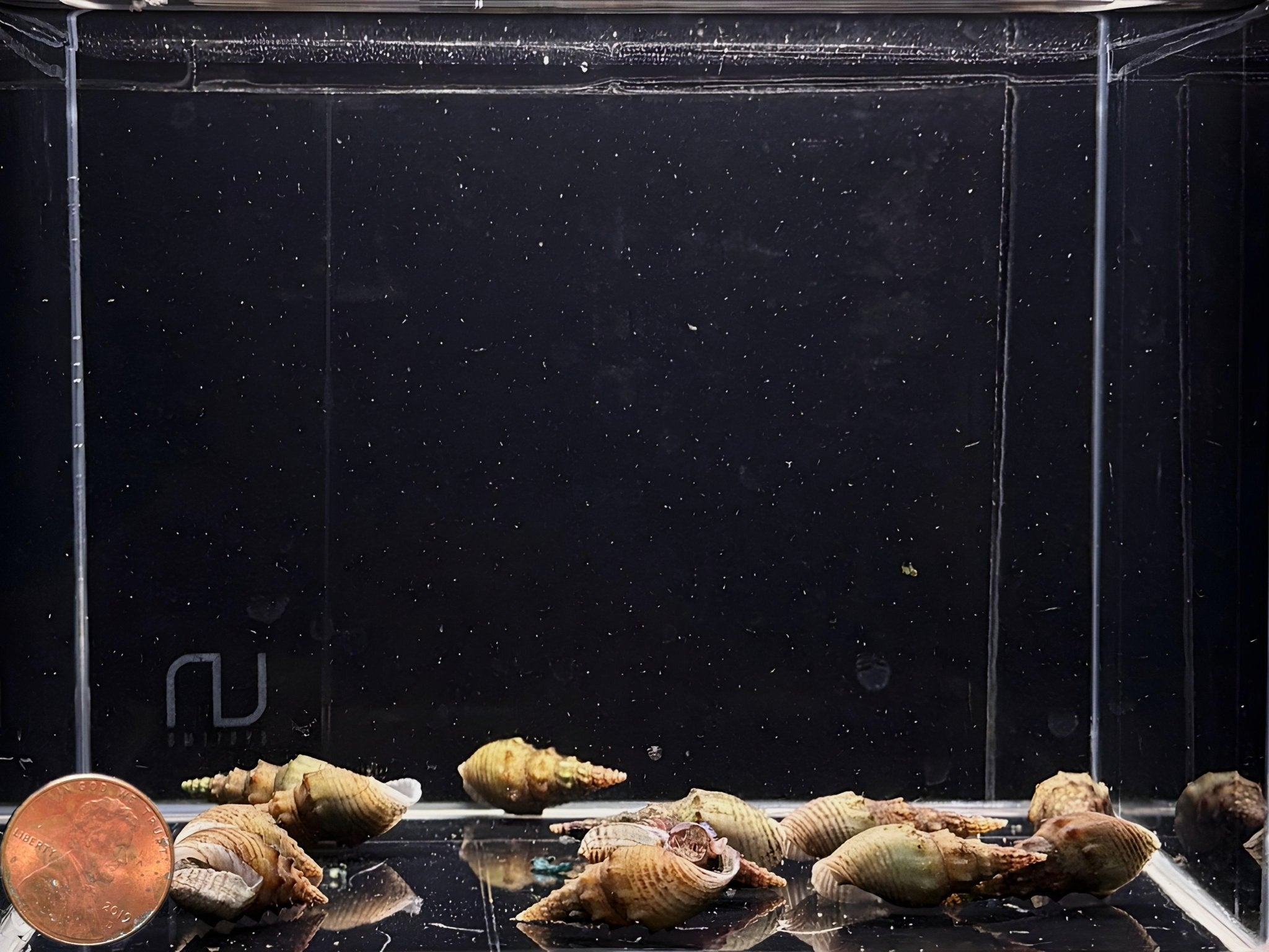 Thiara Winteri Snail - Aqua Huna