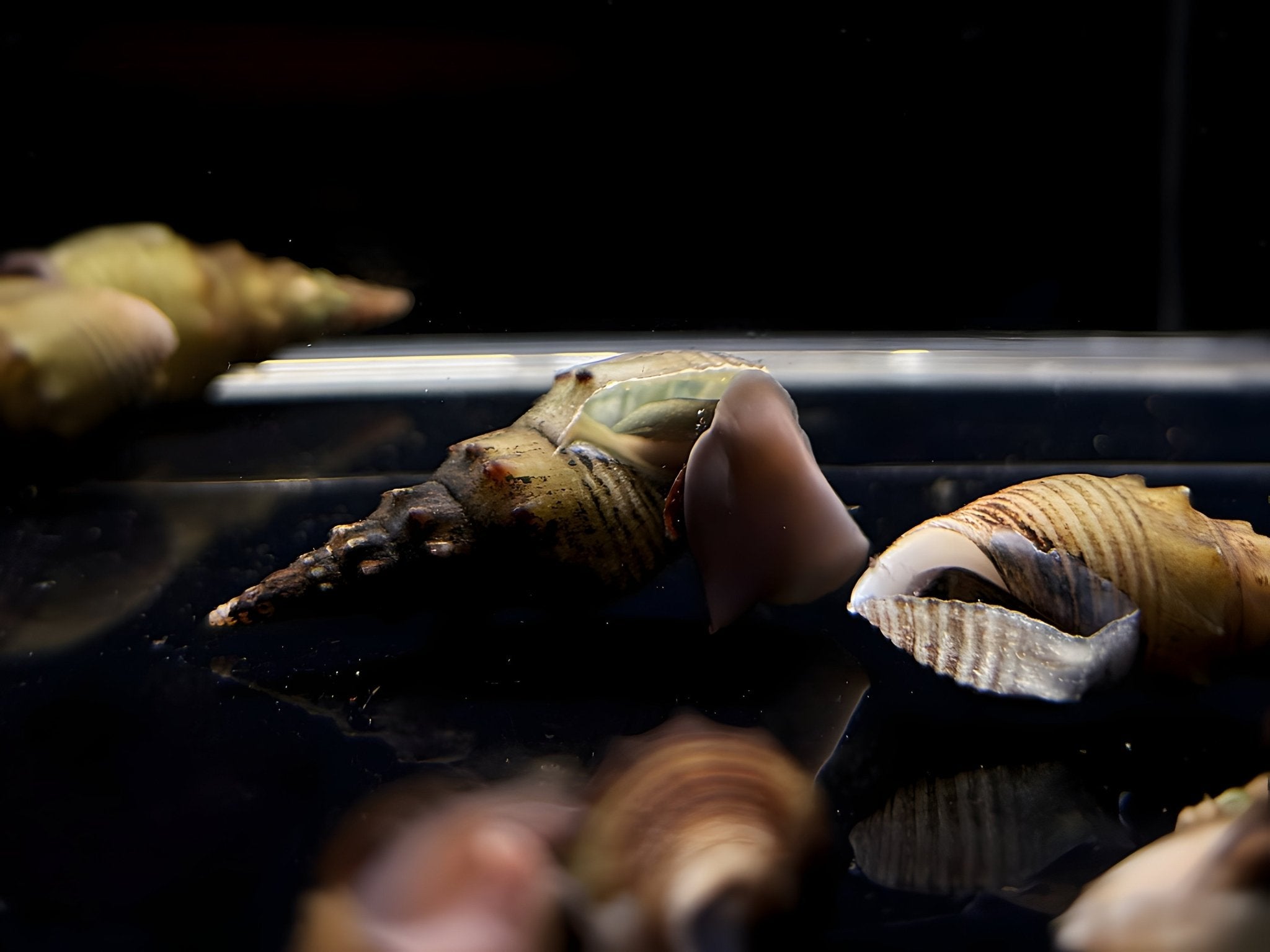 Thiara Winteri Snail - Aqua Huna