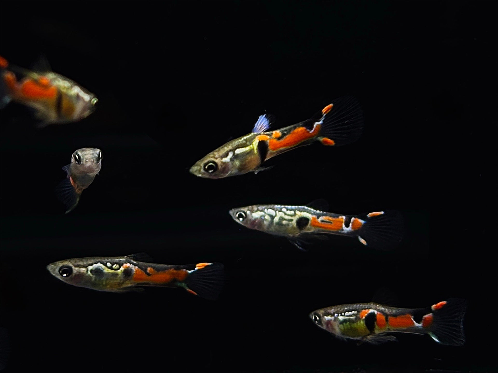 Three Spot Endler Pair - Aqua Huna