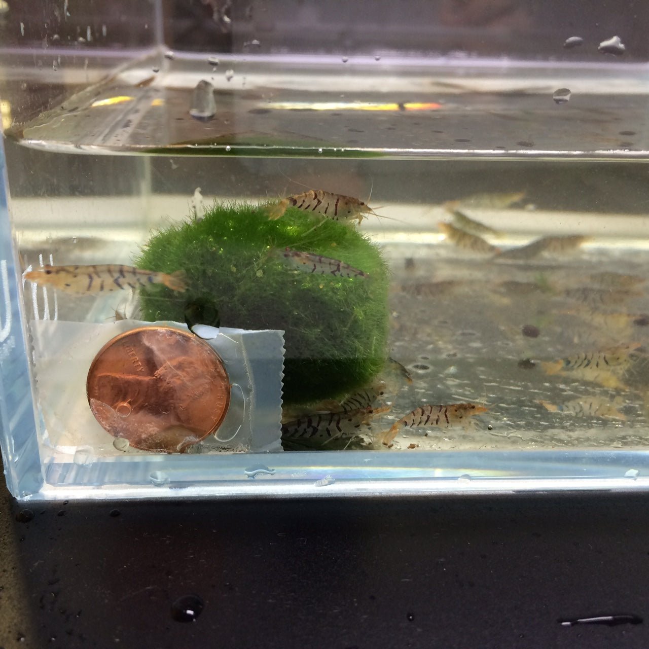 Tiger Shrimp - Aqua Huna