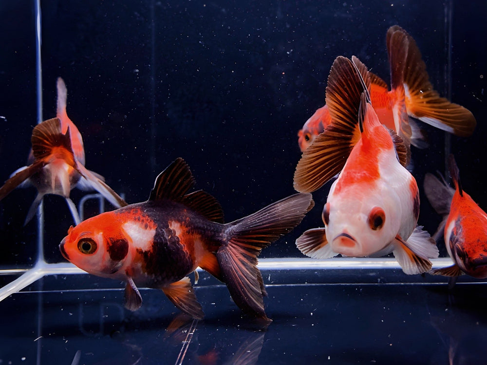Tri-Color Thailand Oranda Goldfish - Colorful Fancy Goldfish