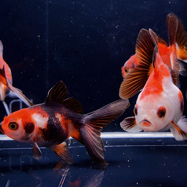 how to color a goldfish