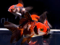 Tri - Color Thailand Oranda Goldfish - 2 - 2.5" - Aqua Huna