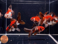 Tri - Color Thailand Oranda Goldfish - 2 - 2.5" - Aqua Huna