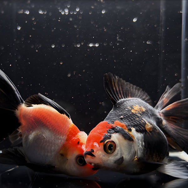 how to color a goldfish