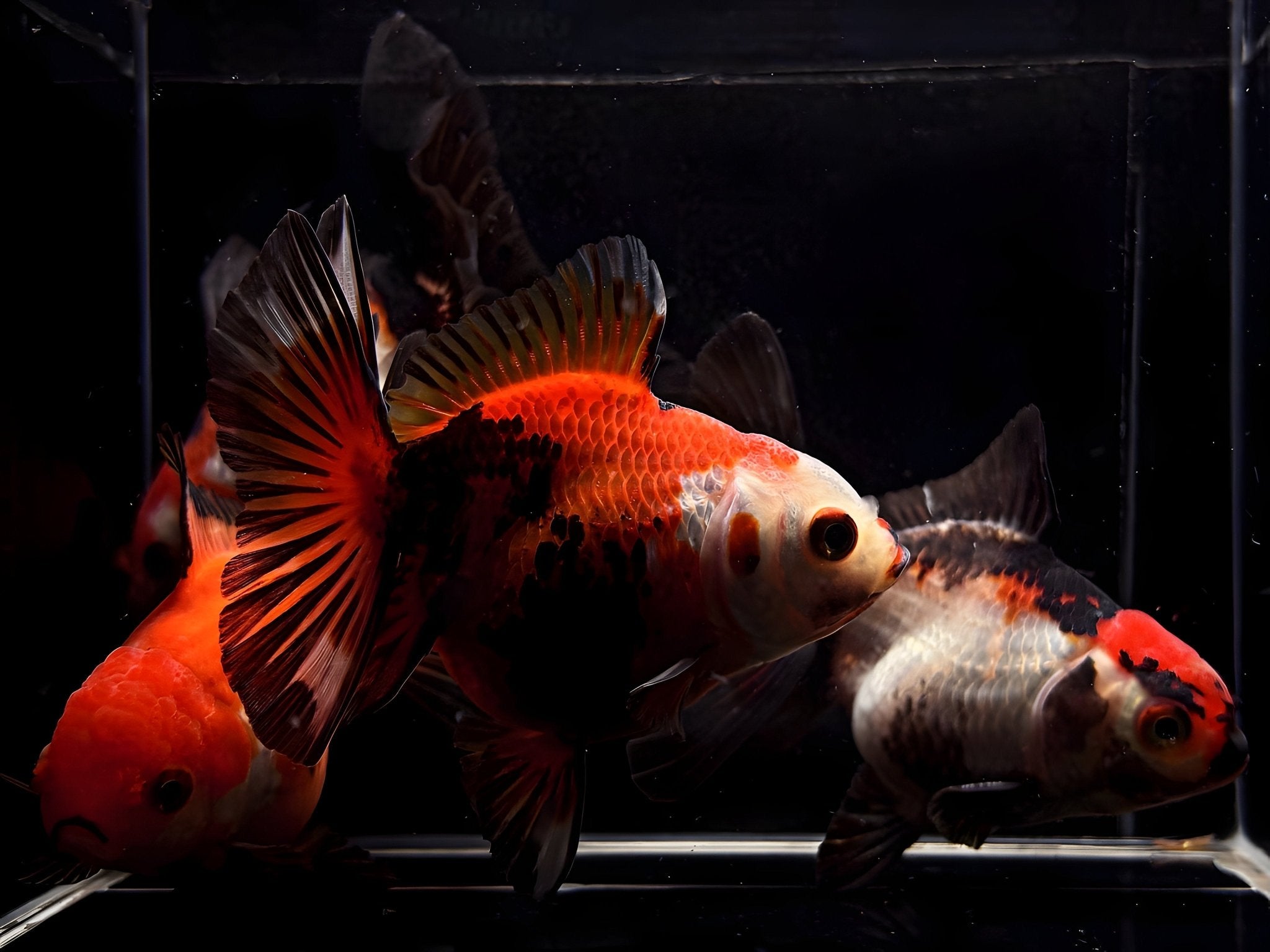 Tri - Color Thailand Oranda Goldfish - 3.25" - 3.5" - Aqua Huna