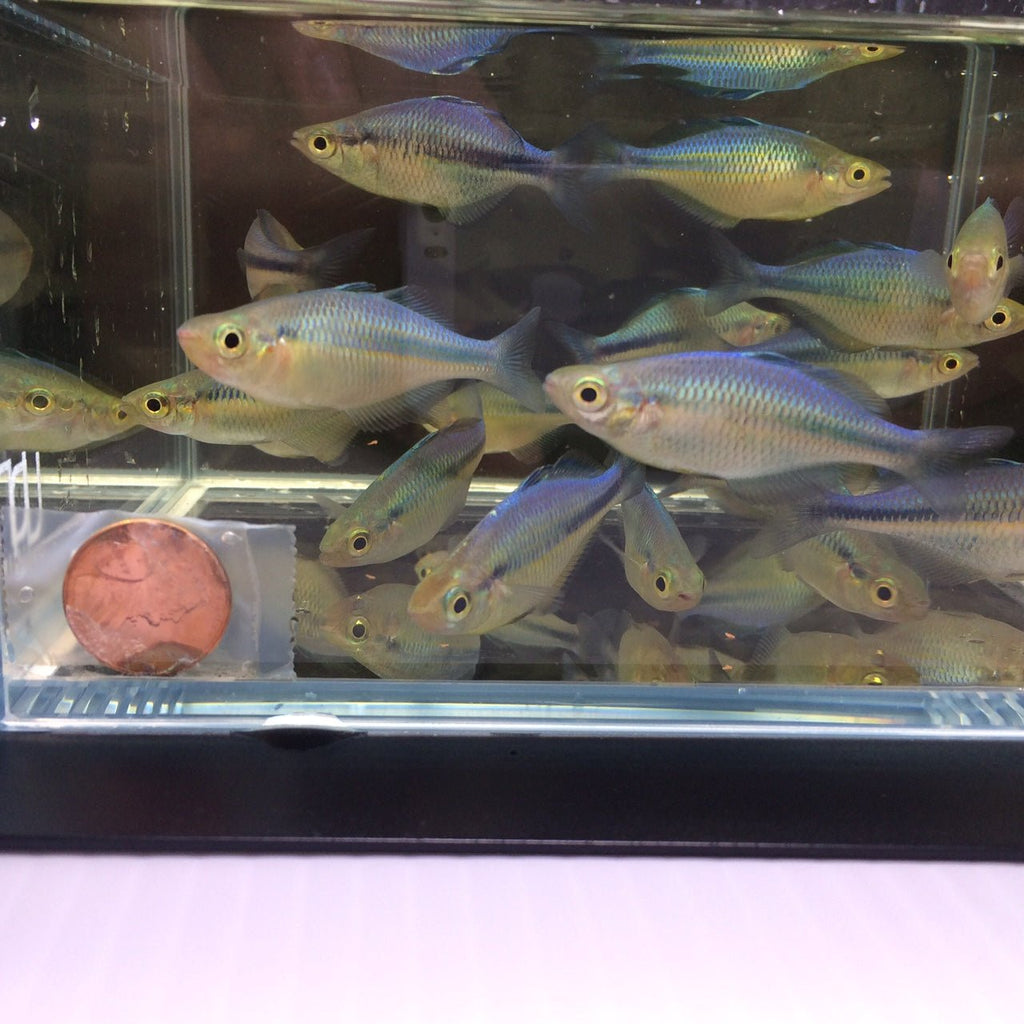Turqoise Fish Turquoise Blue Rainbow Fish (S) - Dazzling Aquatic Beauty