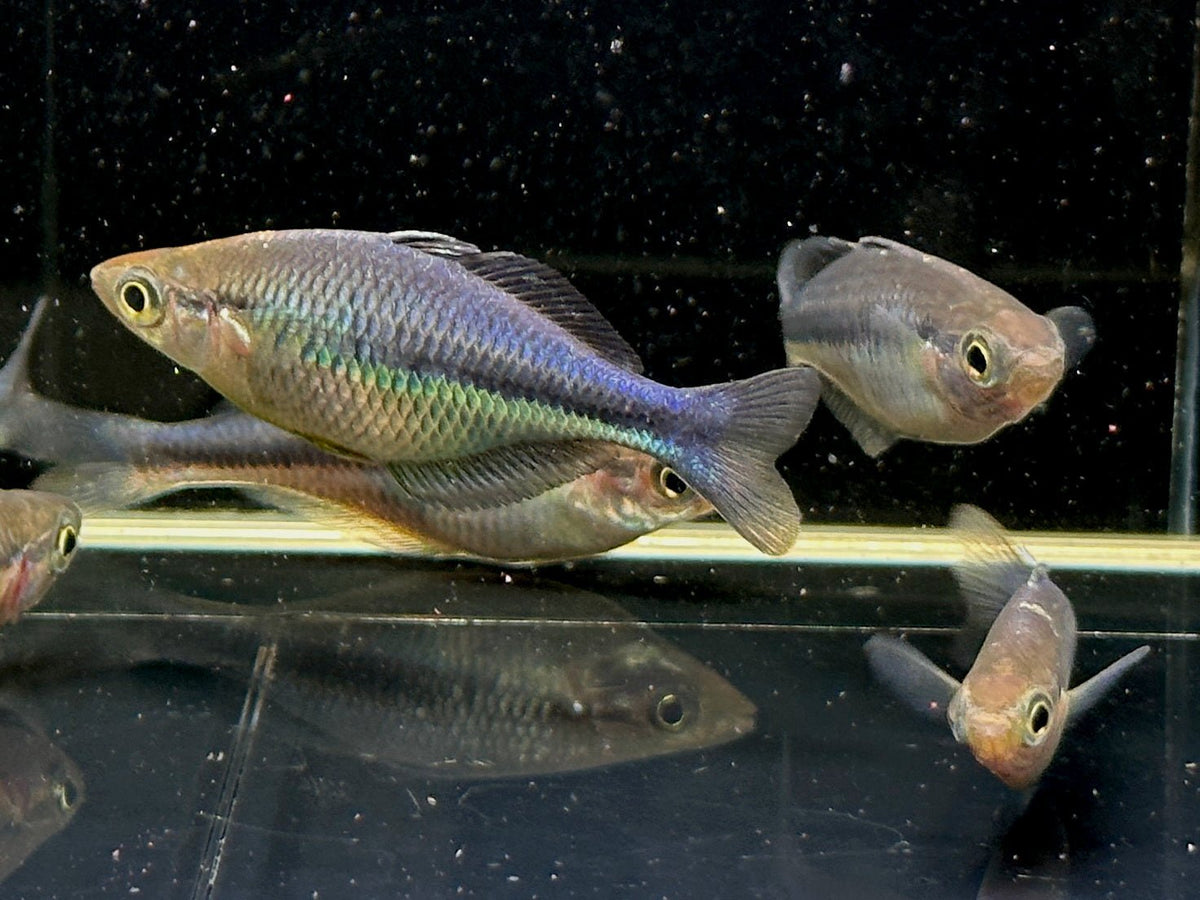 Turqoise Fish Turquoise Rainbow Fish (M/L) - Vibrant Schooling Fish – Aqua Huna
