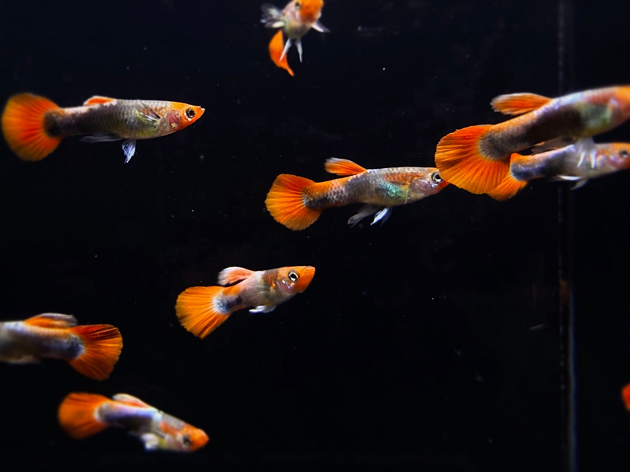 Tuxedo Koi Guppy Males - Aqua Huna