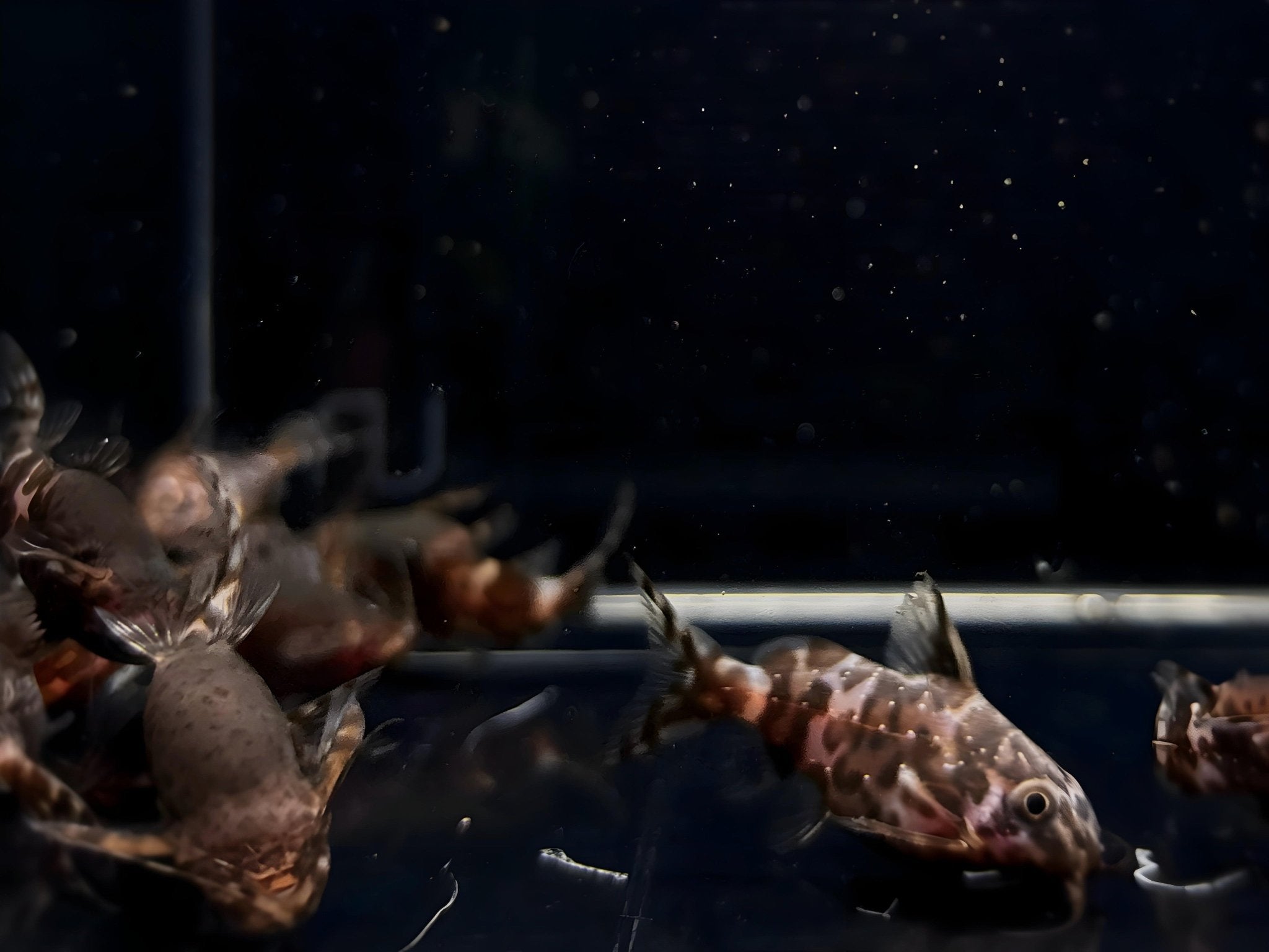 Upside - Down Catfish - Aqua Huna