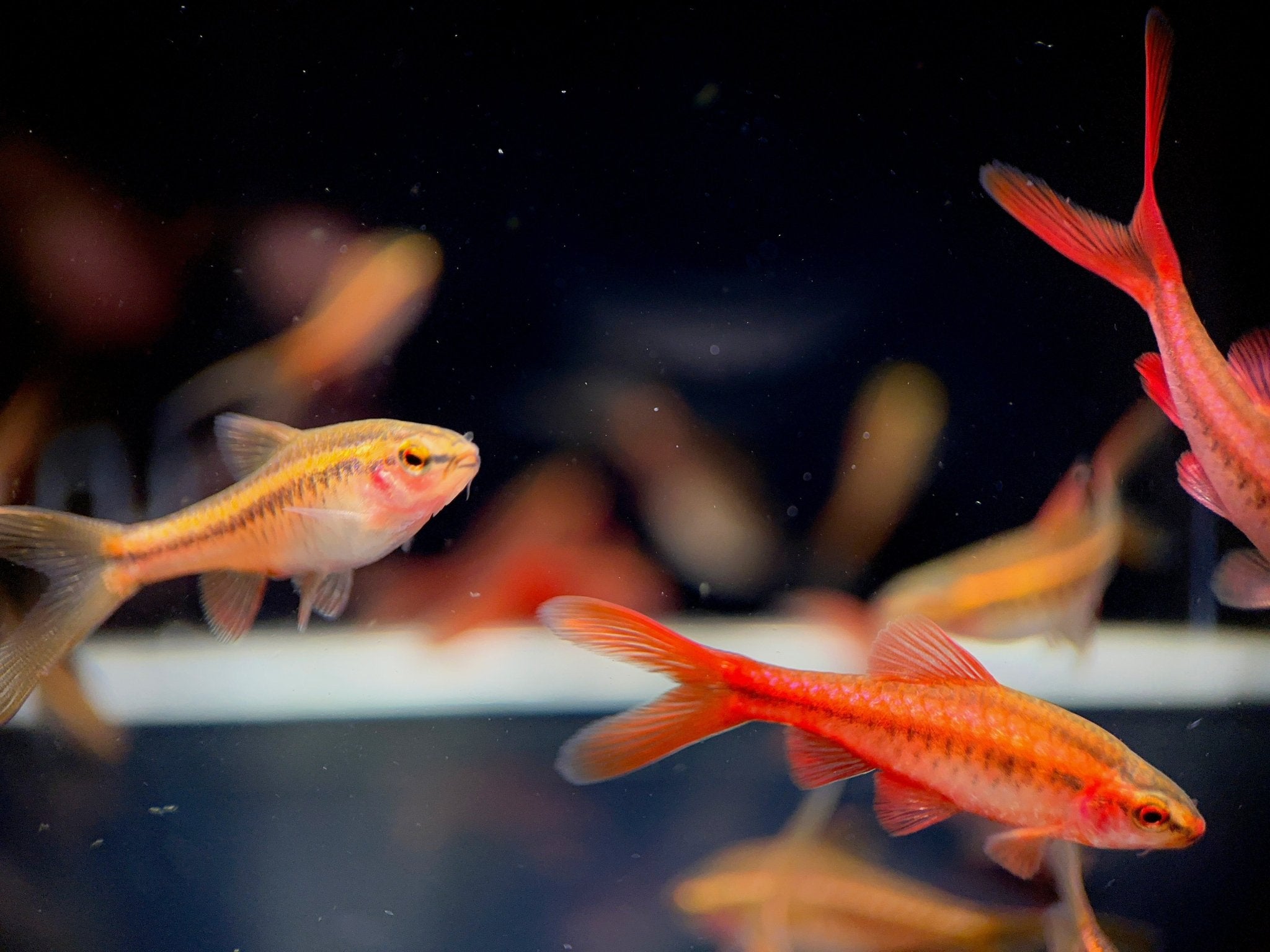 Veiltail Cherry Barb - Aqua Huna